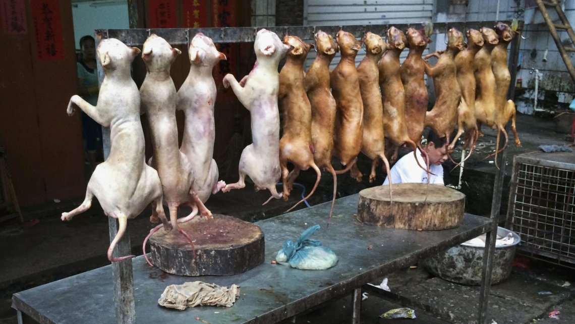 7457468-kina_hunde_1