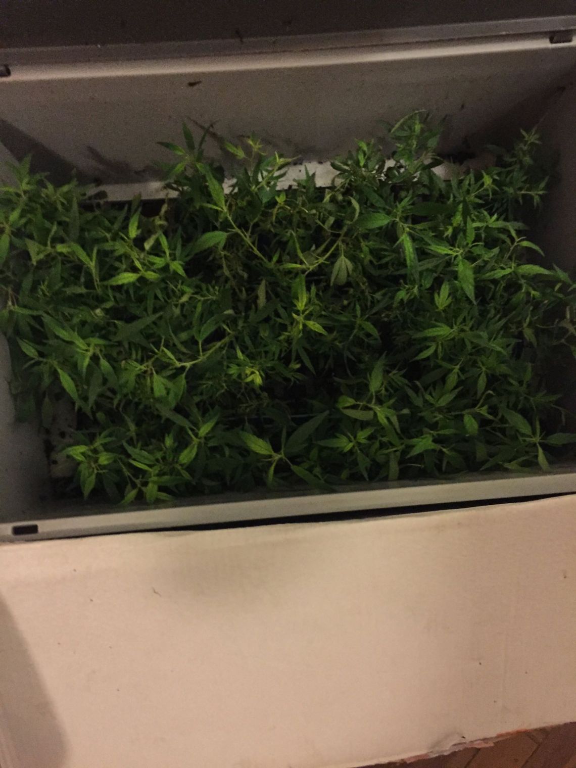 12710977_1168971146464938_1695810554764361014_o